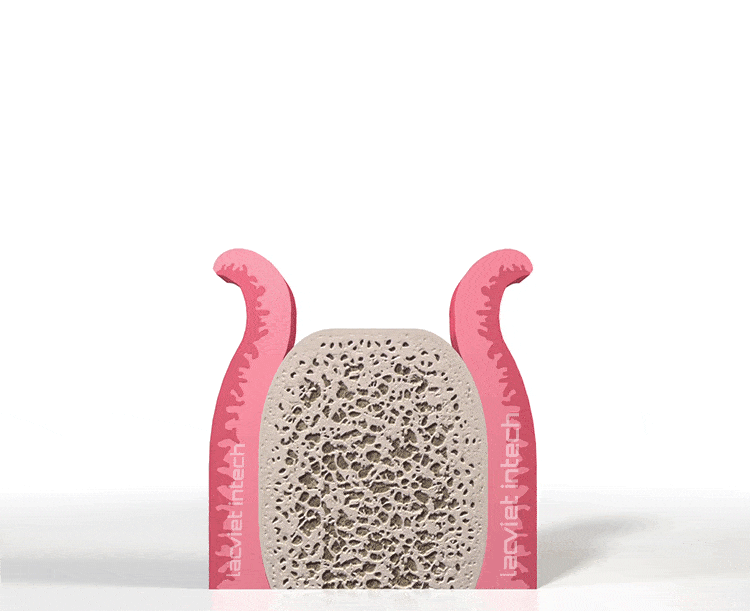 Cấy chân răng sinh học là gì?